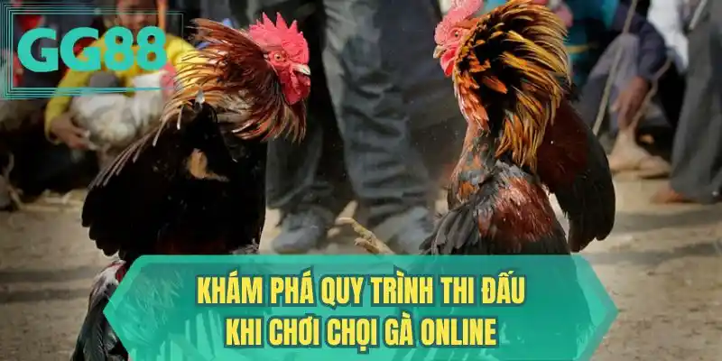 Khám phá quy trình thi đấu khi chơi chọi gà online