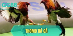 Thomo Đá Gà