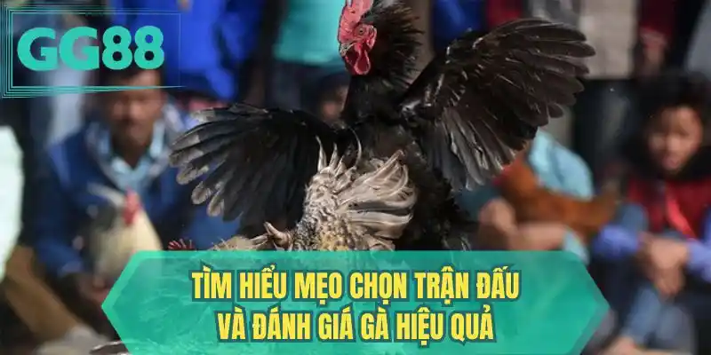 Tìm hiểu mẹo chọn trận đấu và đánh giá gà hiệu quả